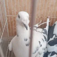 کفتر|پرنده|بیرجند, |دیوار