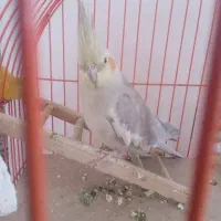 عروس هلندی