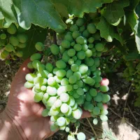 غوره فروشی