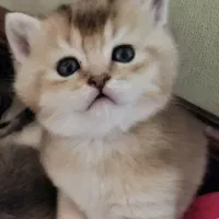 گربه بریتیش ،نر