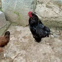 خروس کوشین بلک