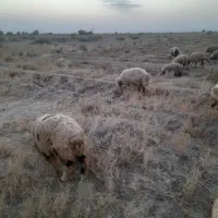یکی میخوام مواظب گوسفندهام بشه حقوق توافقی