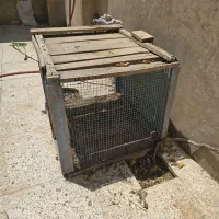 جفت کن کفترومرغ