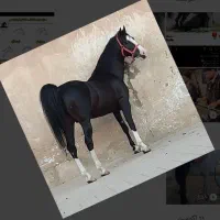 خرید و فروش اسب