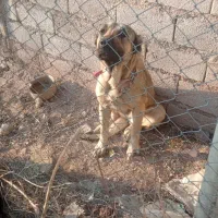 یک غلاده سگ ماده سرابی