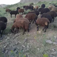 ۴۵ راس بره نر ۳۵ کیلویی