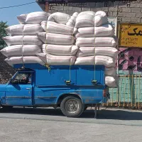 گندم آبی میهن نونی