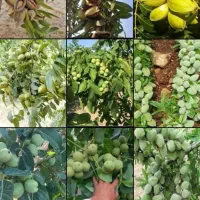 پیوندکار گردو و انواع میوه ها