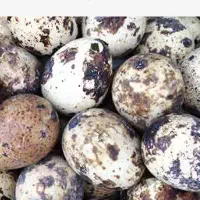 جوجه بلدرچین تخم بلدرچین خوراکی و نطفه دار کیلو۳۰۰