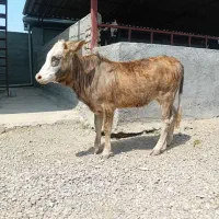 گوساله دورگ سیمینتال ماده