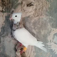 دو عدد طوقی خوشکل و همه چی تموم