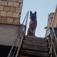 سگ ژرمن شیپر ماده