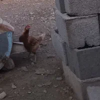 مرغ اول آگهی بخون بعد پیام بده|حیوانات مزرعه|توکهور, |دیوار