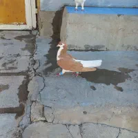 راست نر شیرازی نر
