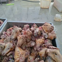 کله پاچه تازه
