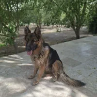ژرمن موبلند ماده