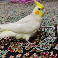 عروس هلندی گمشده