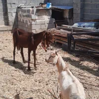 فروش بز پاکستانی دندان و پستان سالم