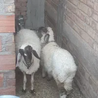 میش جوان + بره ماده ۴ ماهه