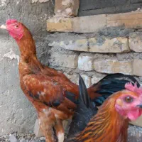 خروس لاری