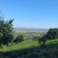 باغ چای ومرکبات ۶۰۰۰ متر مربع