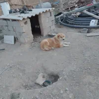 سگ.|سگ|بردسکن, |دیوار