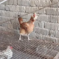 مرغ و نیمچه گلین