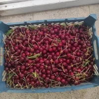 آلبالو گیلاس