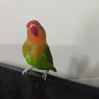 طوطی کوتوله