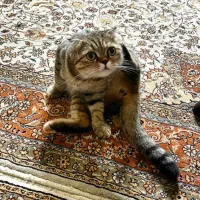 گربه اسکاتیش فولد