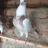 ۱۴ طوق کبوتر نر ماده پرشی