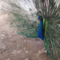 طاووس بالغ