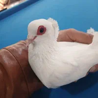 قرمز گوز باغیرت