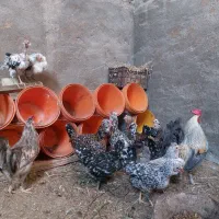 تخم و جوجه گلین درجه یک