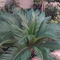 فروش سیکاس پر برگ
