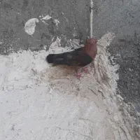 کفتر