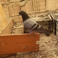 کبوتر