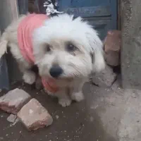 سگ پاگوتاه