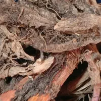 ریشه گیاه ساق ترشک