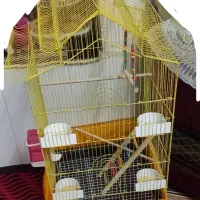 قفس عروس هلندی
