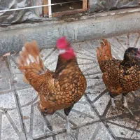 تخم مرغ نطفه دار سبرایت