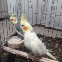 عروس هلندی