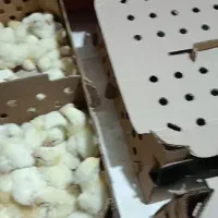 جوجه گوشتی