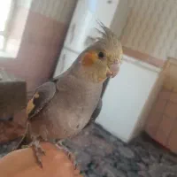 عروس هلندی دستی قیمت ۱۰۰۰۰۰۰
