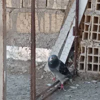 کبوتر|پرنده|اهواز, زرگان|دیوار