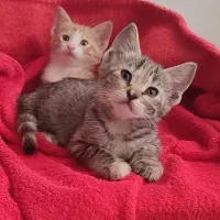 واگذاری بچه گربه