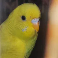 مرغ عشق