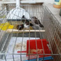 فنچ بنگالی پرستار