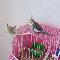 عروس هلندی