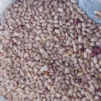 فروش تضمینی بذر لوبیا چیتی پاکوتاه